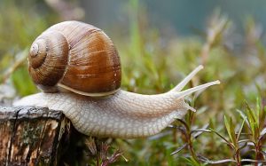 wandelcoaching tempo lopen ontspanning