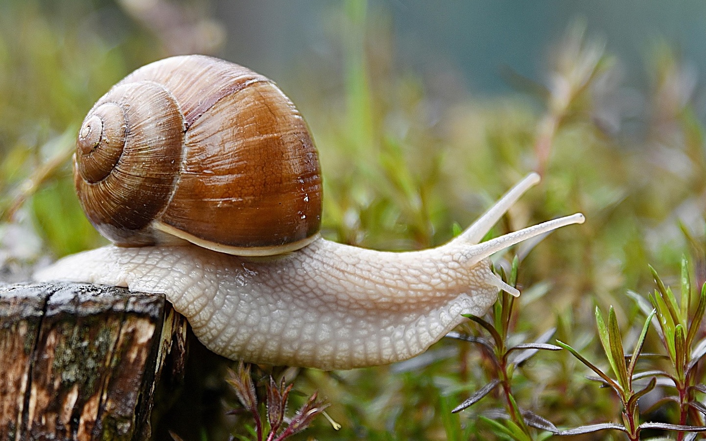 wandelcoaching tempo lopen ontspanning